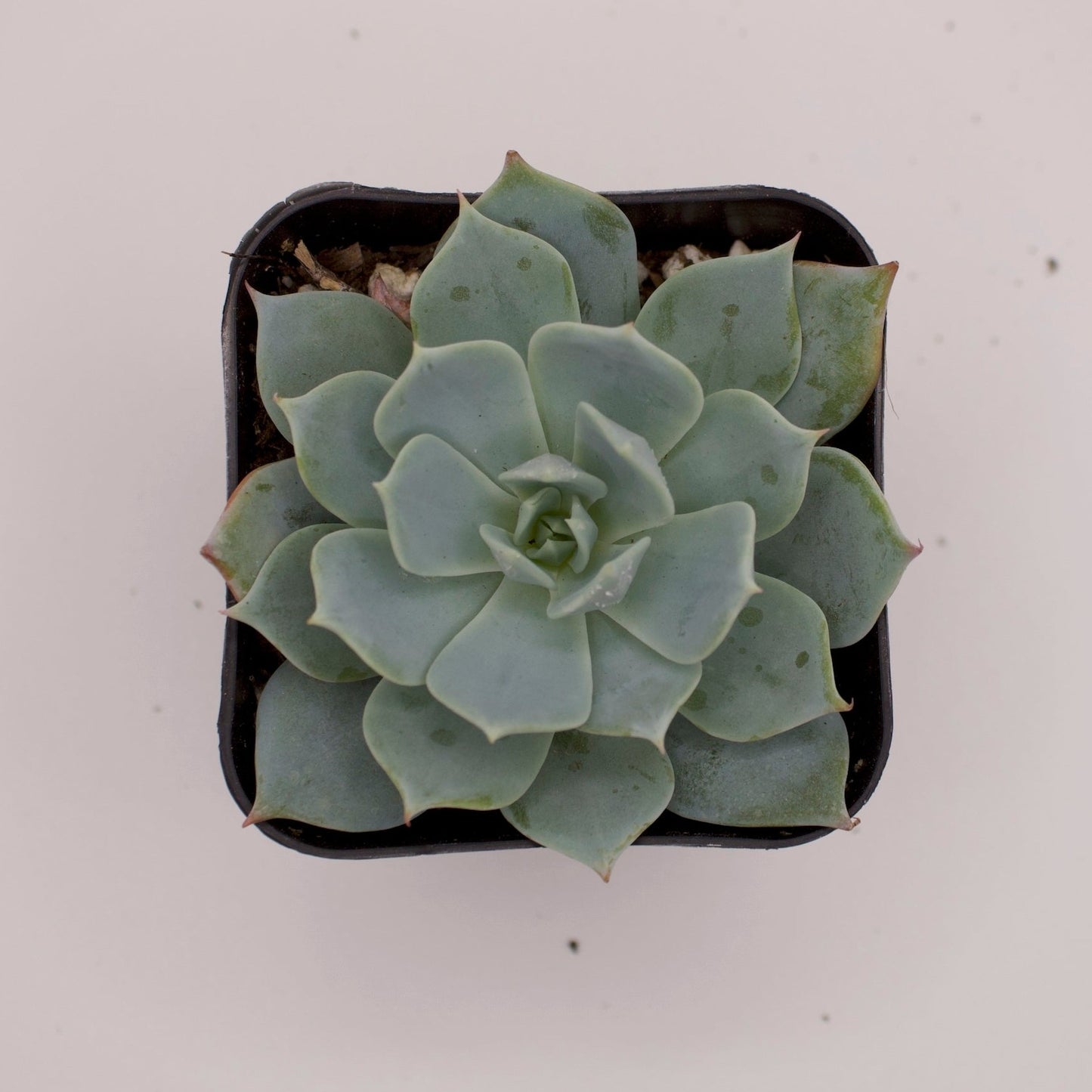 Echeveria Peacockii