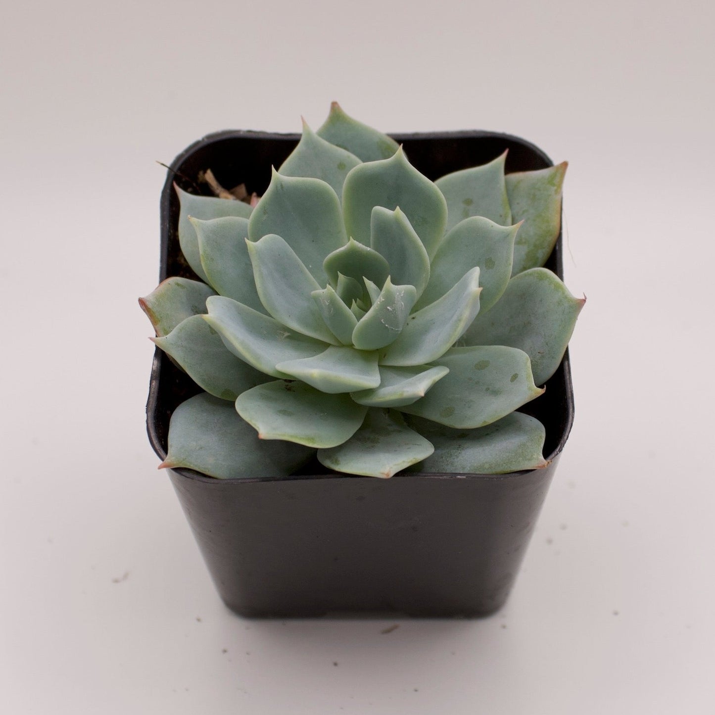 Echeveria Peacockii