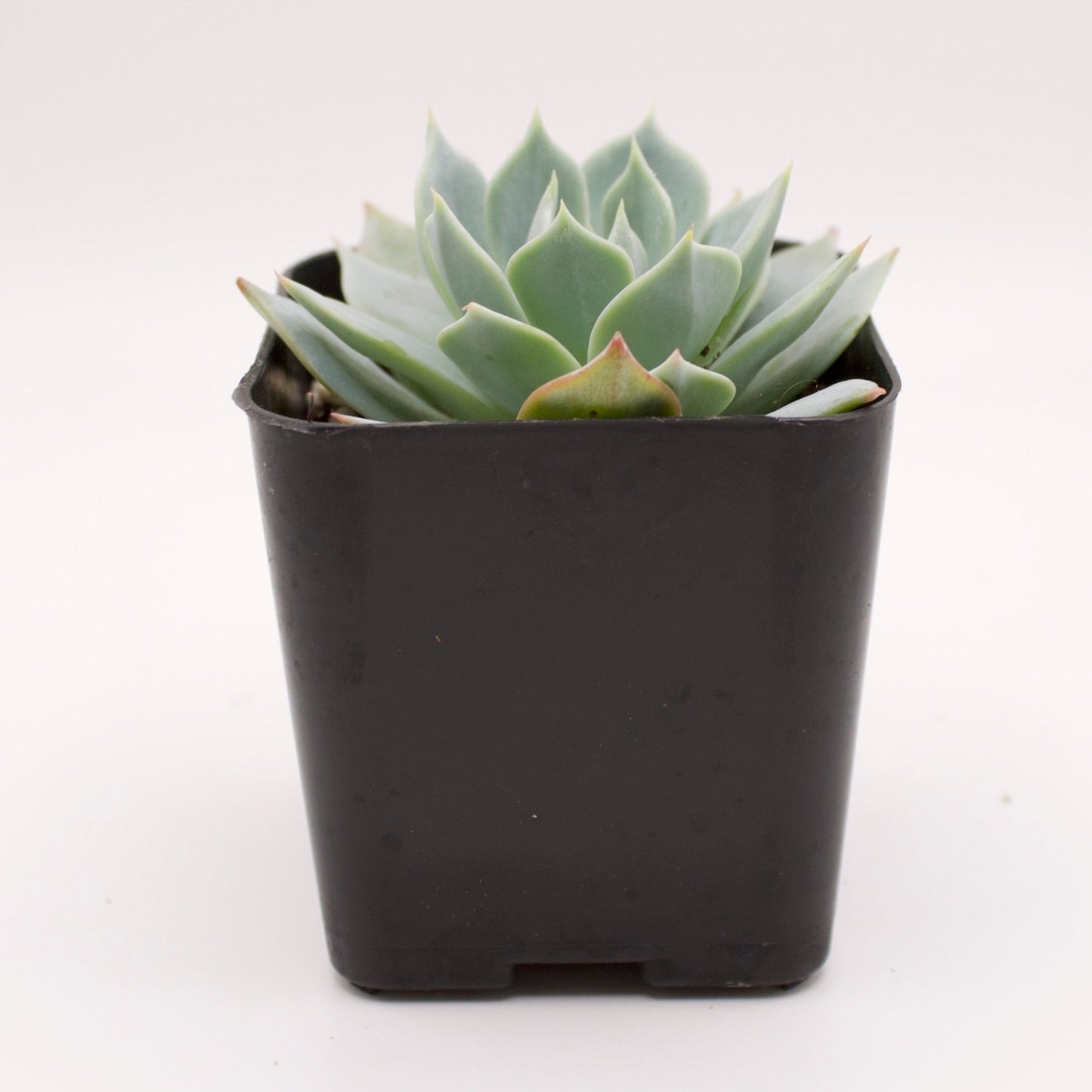 Echeveria Peacockii
