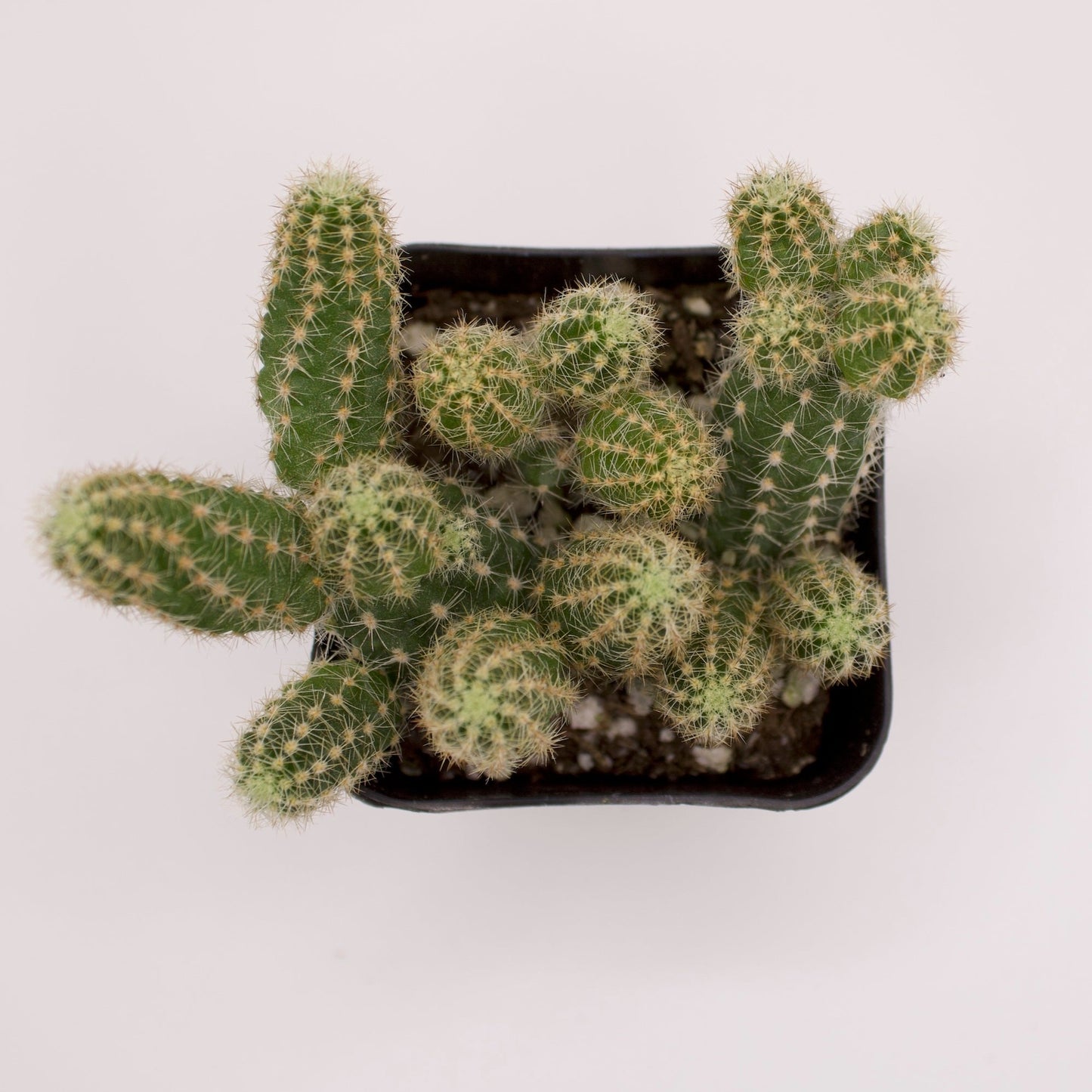 Echinopsis Peanut Cactus