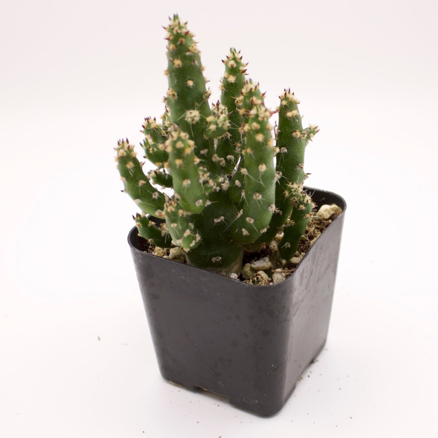 Opuntia Monacantha Maverick