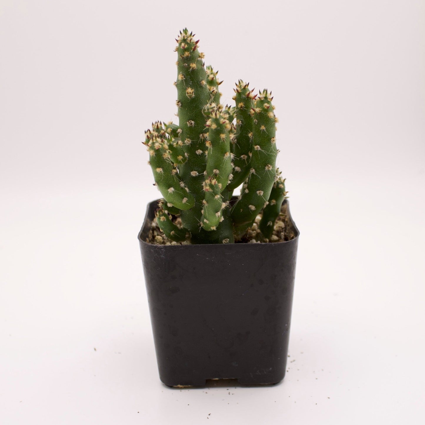 Opuntia Monacantha Maverick