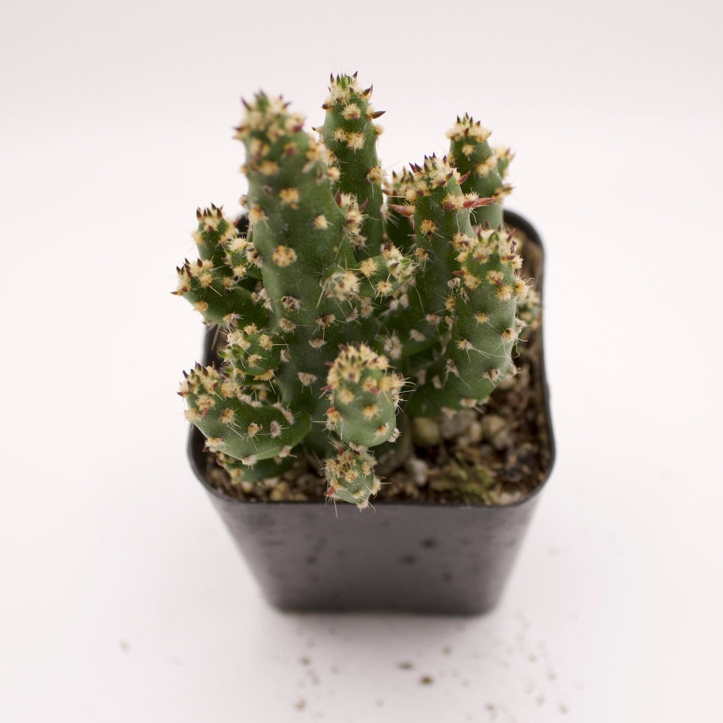 Opuntia Monacantha Maverick