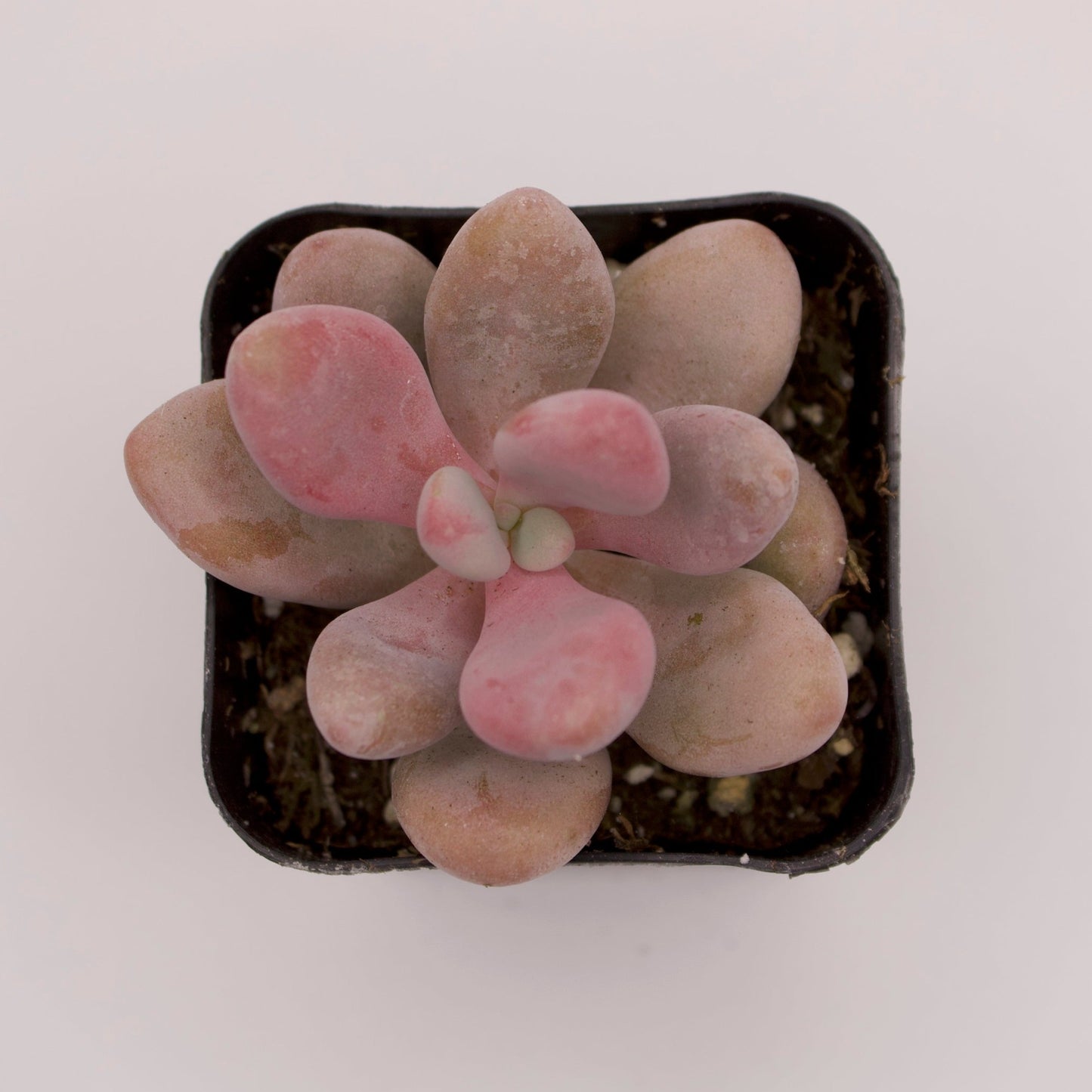 Pachyphytum Moonstones