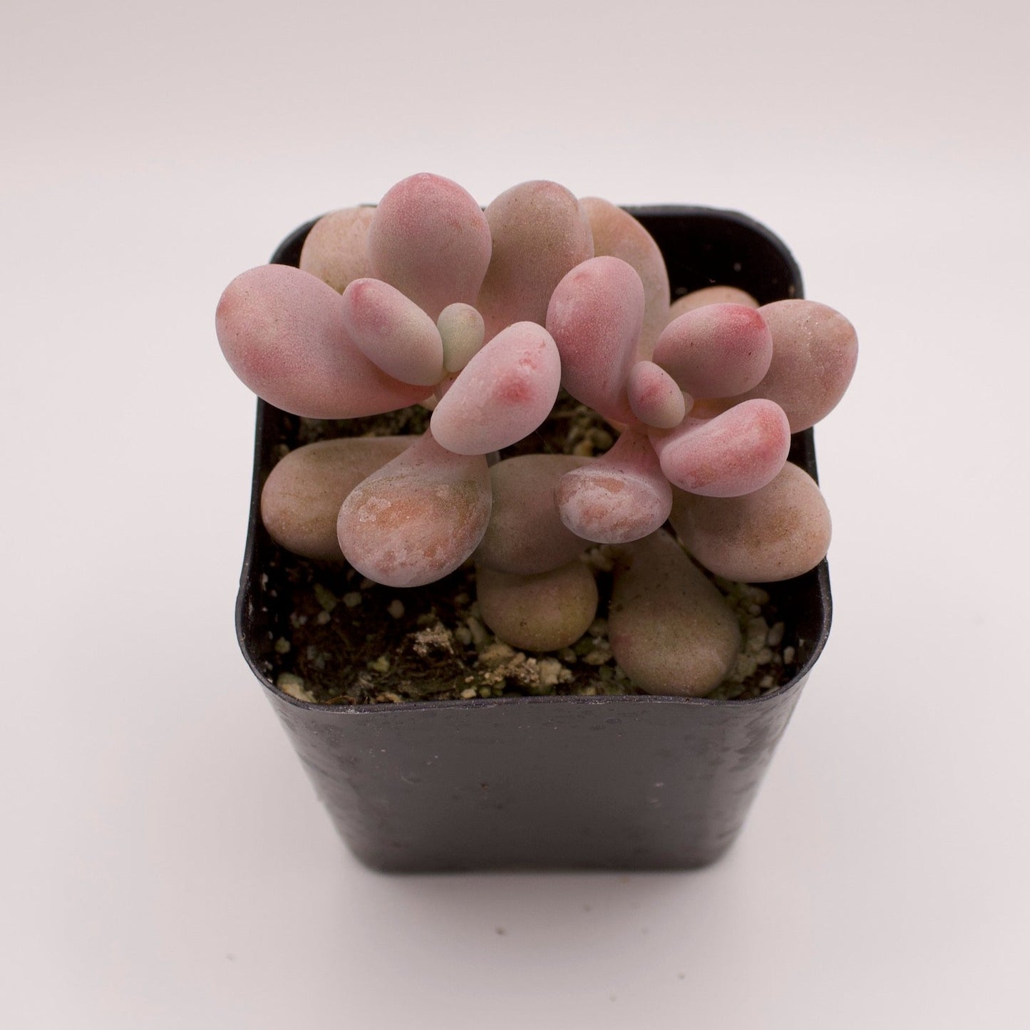 Pachyphytum Moonstones