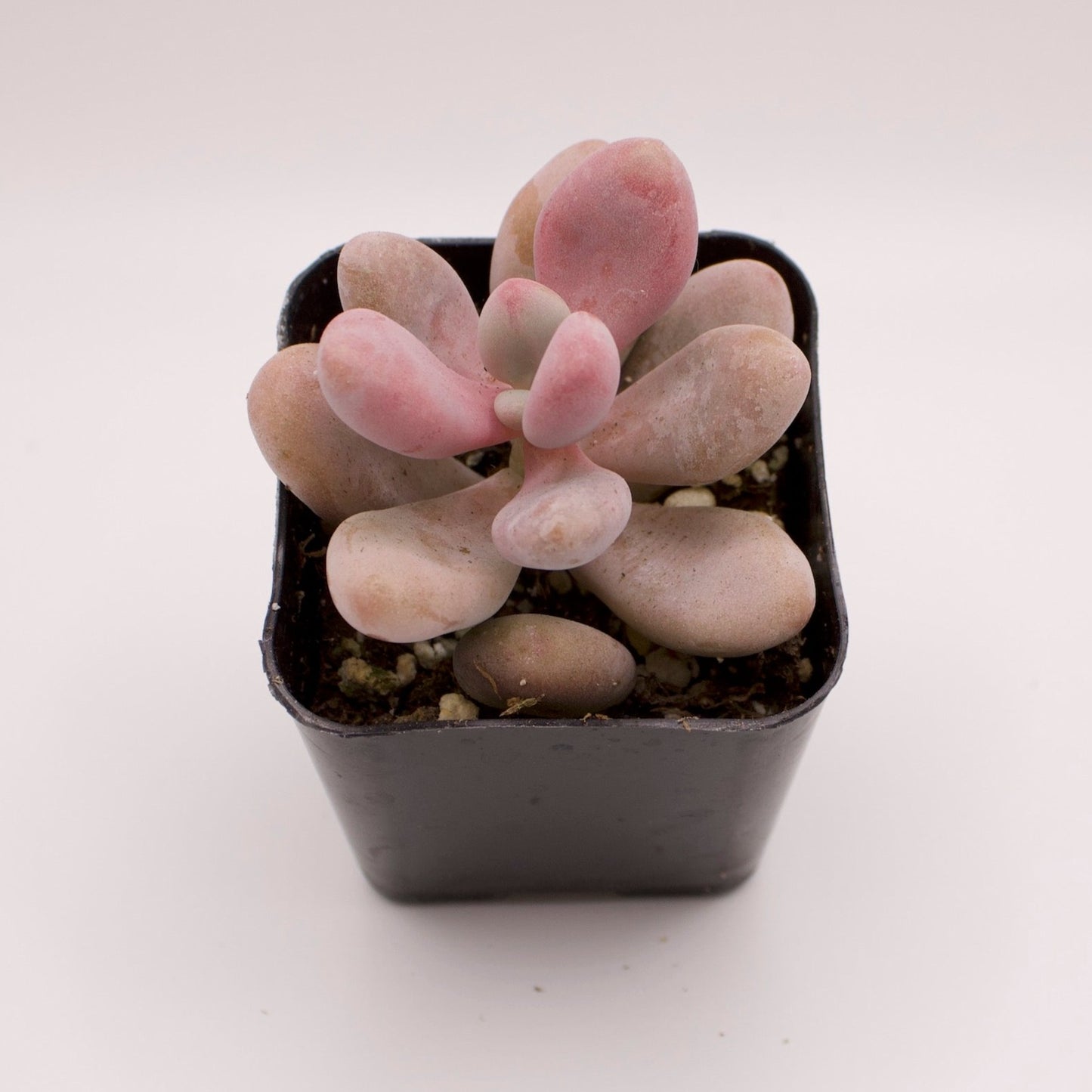 Pachyphytum Moonstones