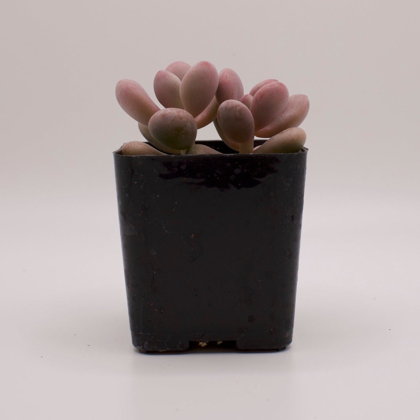 Pachyphytum Moonstones