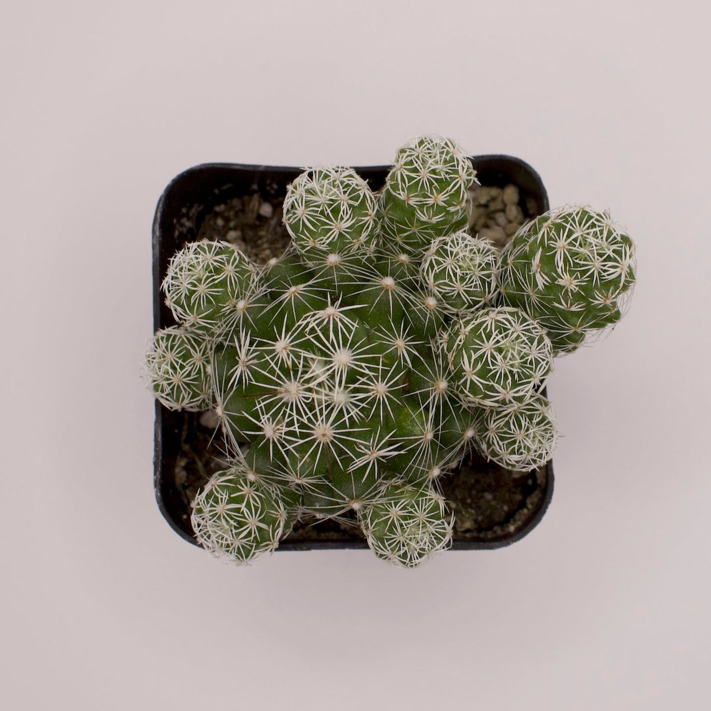 thimble succulent Mammillaria Thimble Cactus – Perfectly Rooted Succulents