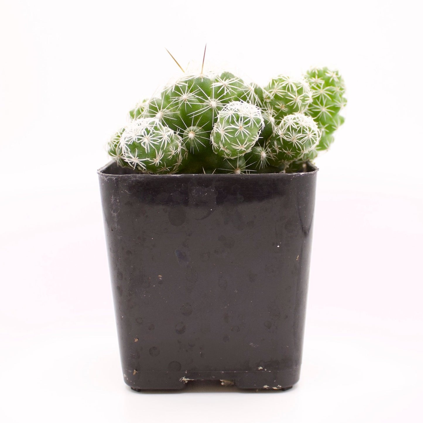 Mammillaria Thimble Cactus