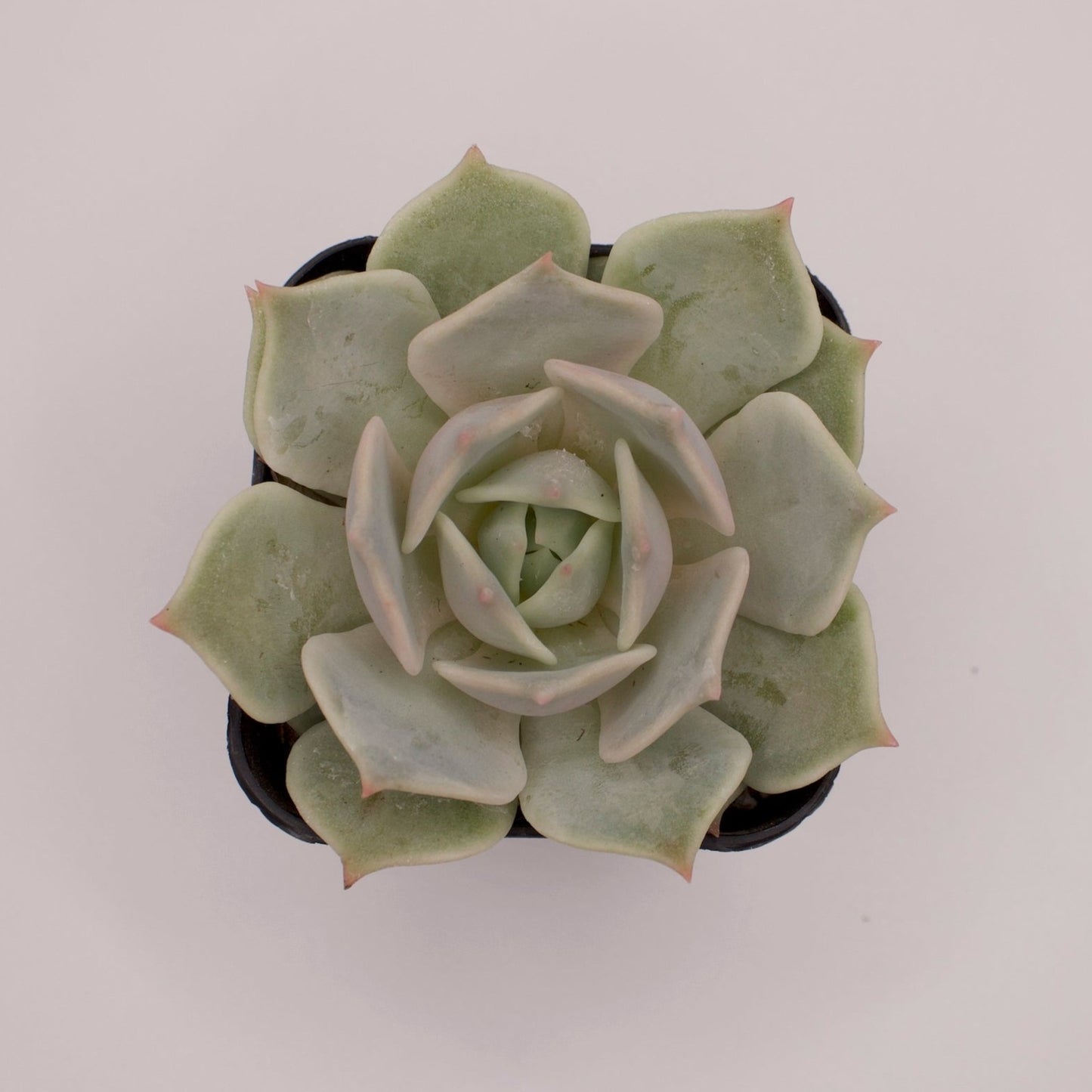 Echeveria Lola