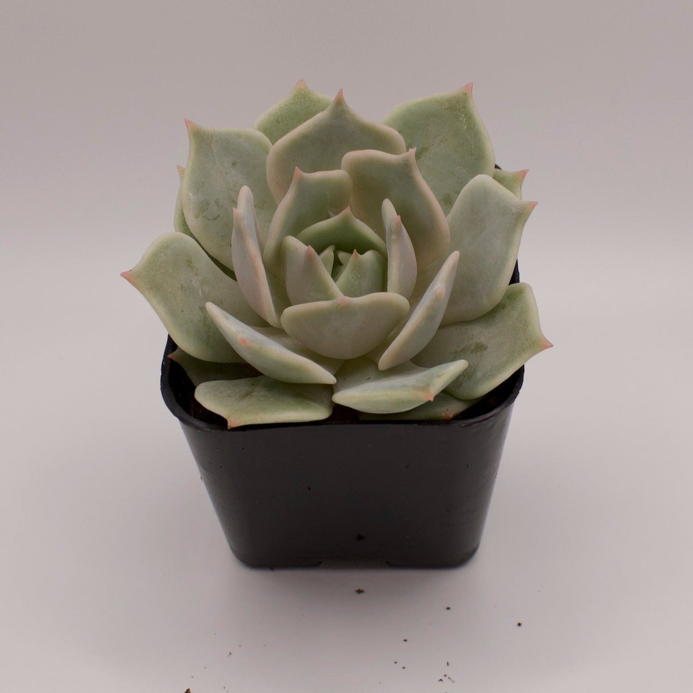 Echeveria Lola