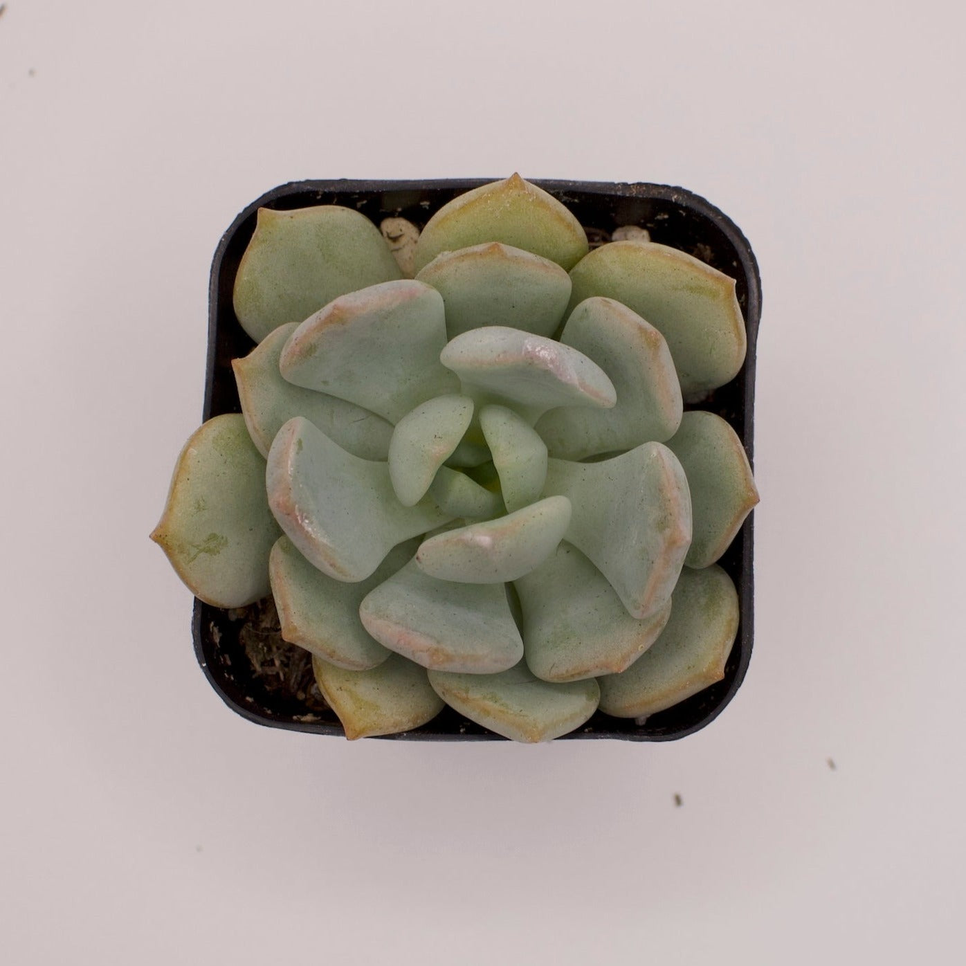 Graptoveria Moonglow