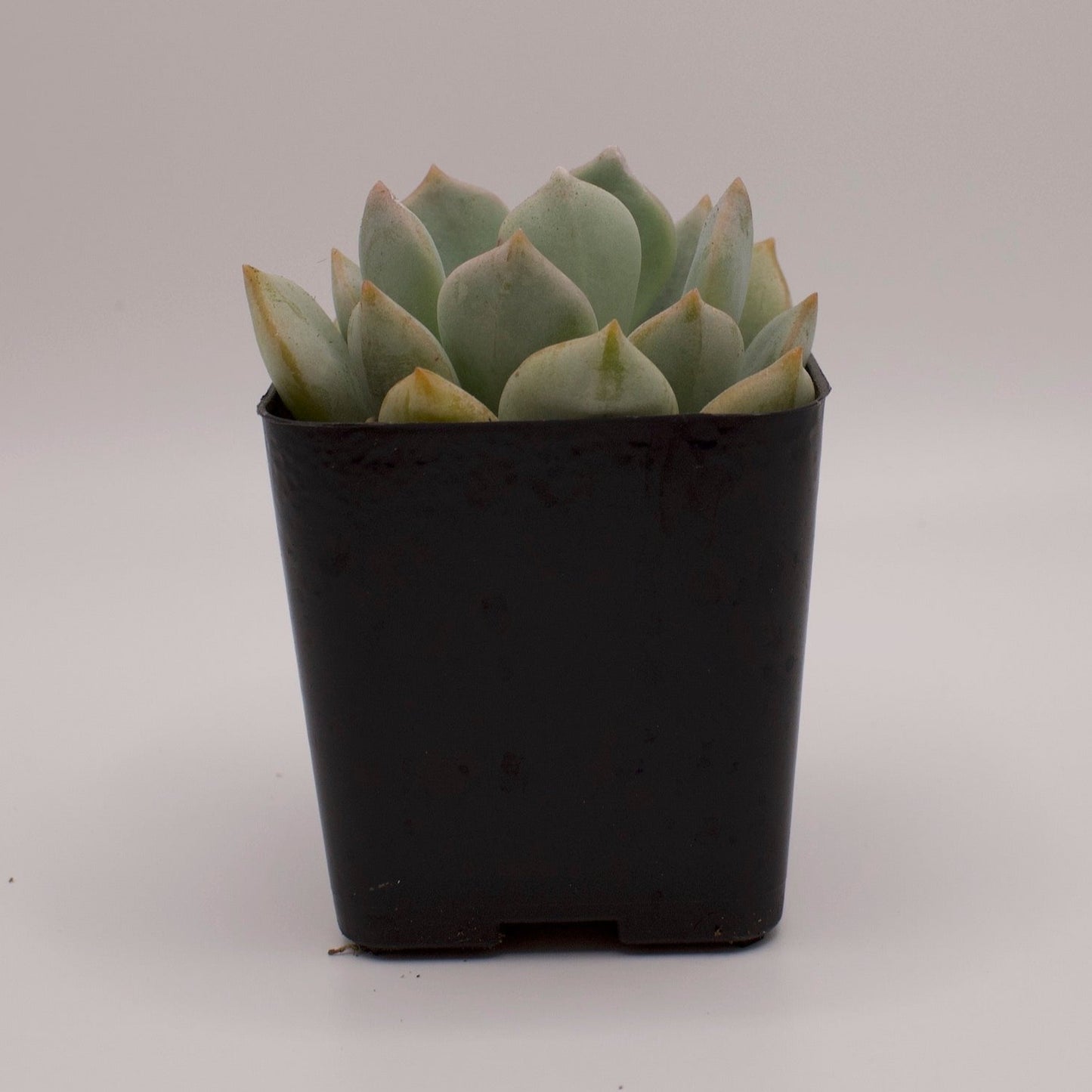 Graptoveria Moonglow
