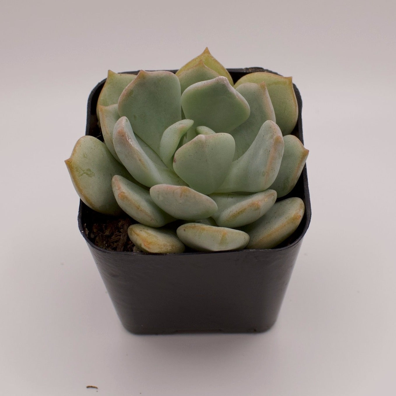 Graptoveria Moonglow