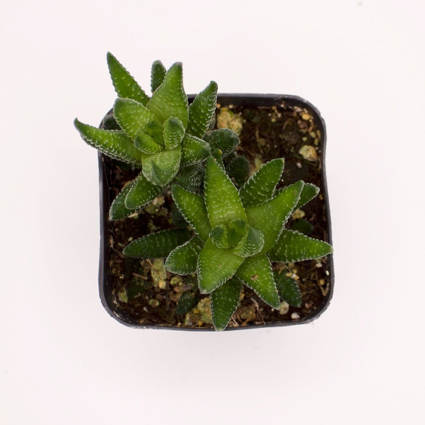 Haworthia Coarctata
