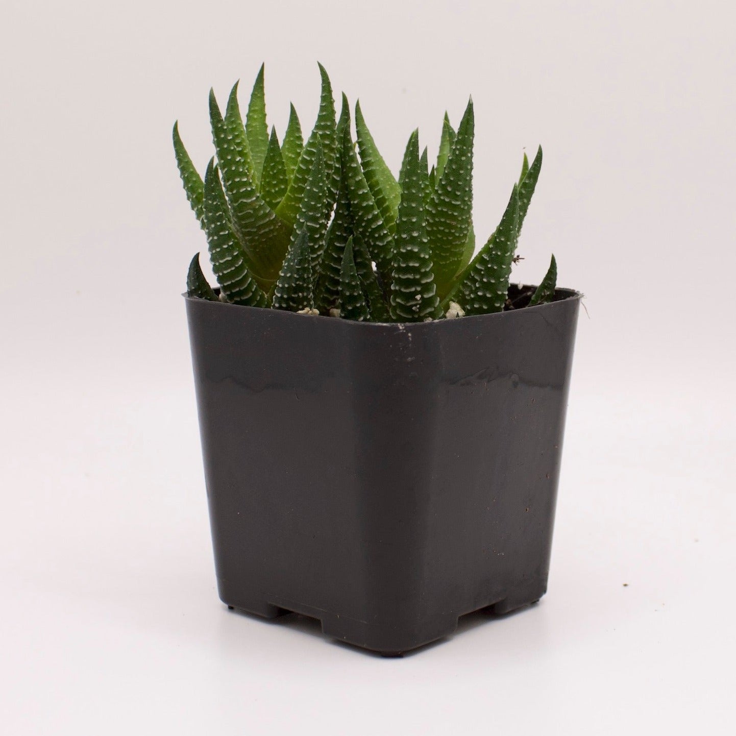 Haworthia Coarctata