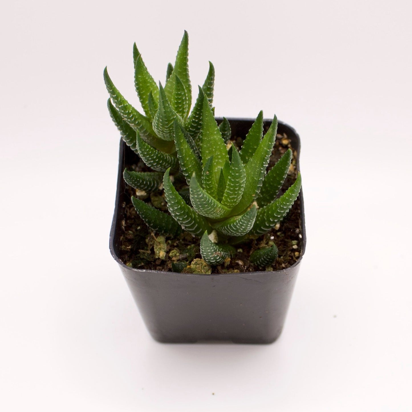 Haworthia Coarctata