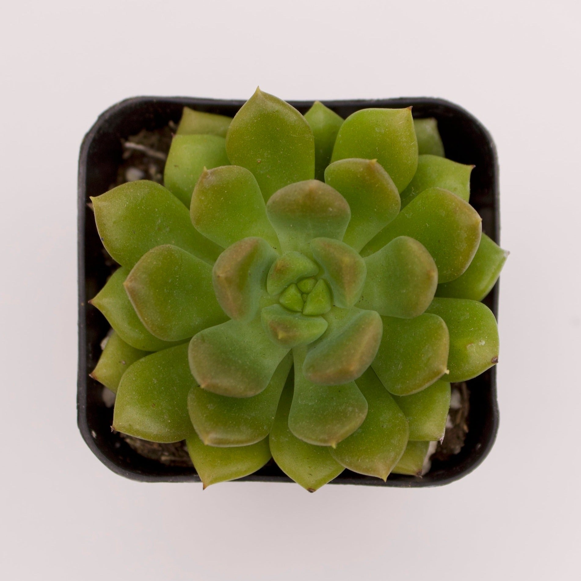 succulent letizia Sedeveria Letizia – Perfectly Rooted Succulents