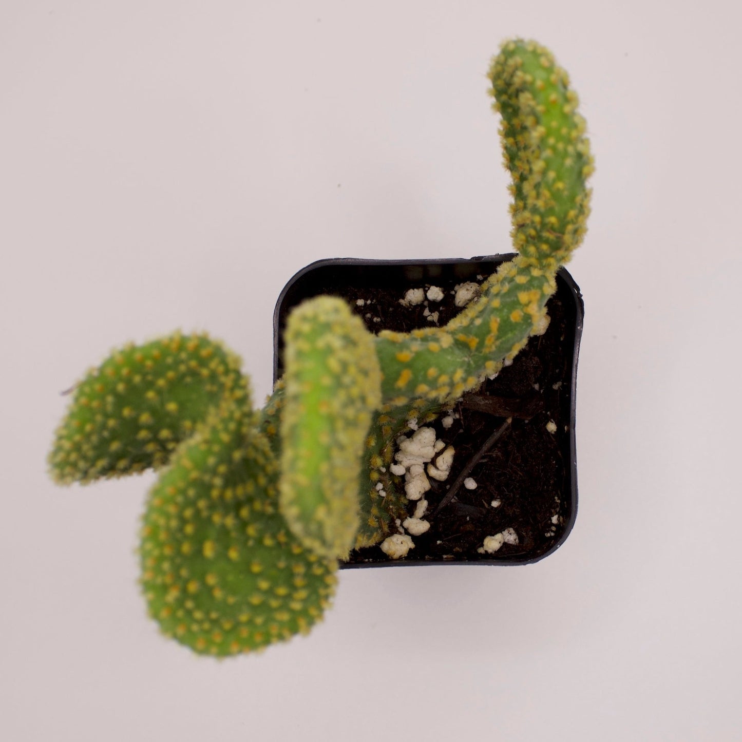 Opuntia Crazy Bunny Ears Cactus