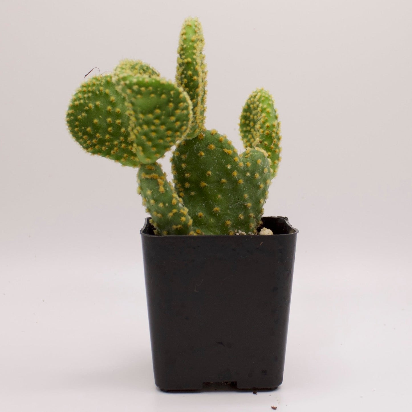 Opuntia Crazy Bunny Ears Cactus