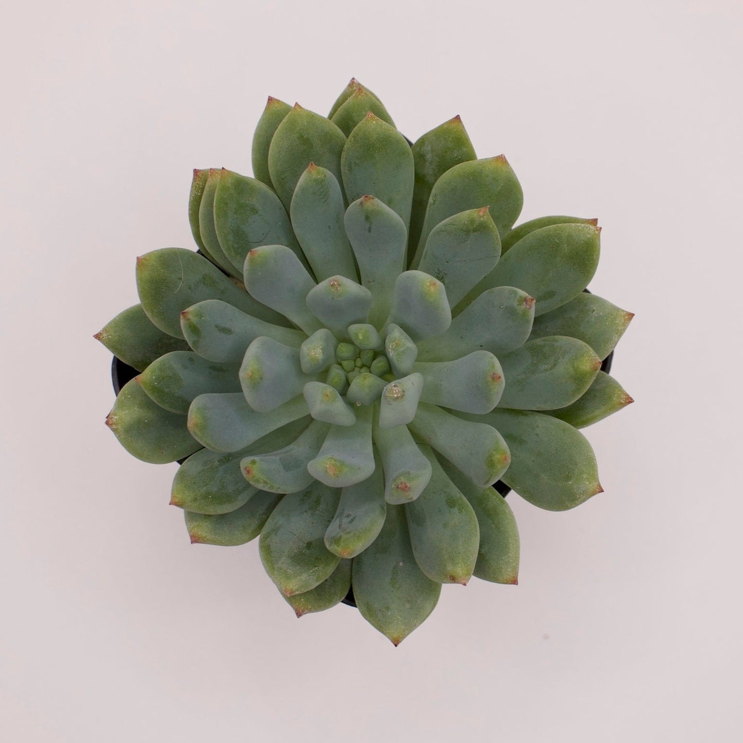 Sedeveria Blue Elf