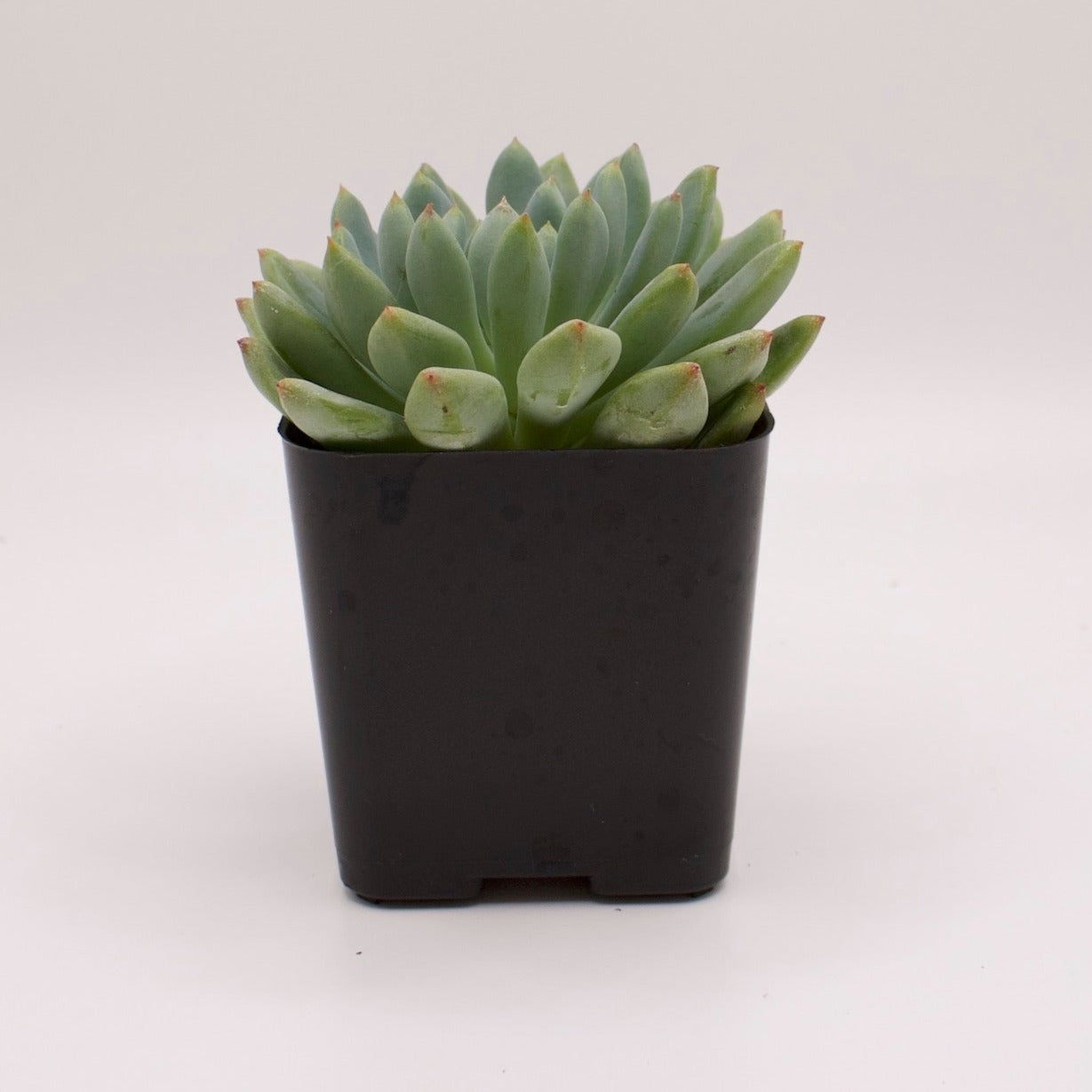 Sedeveria Blue Elf