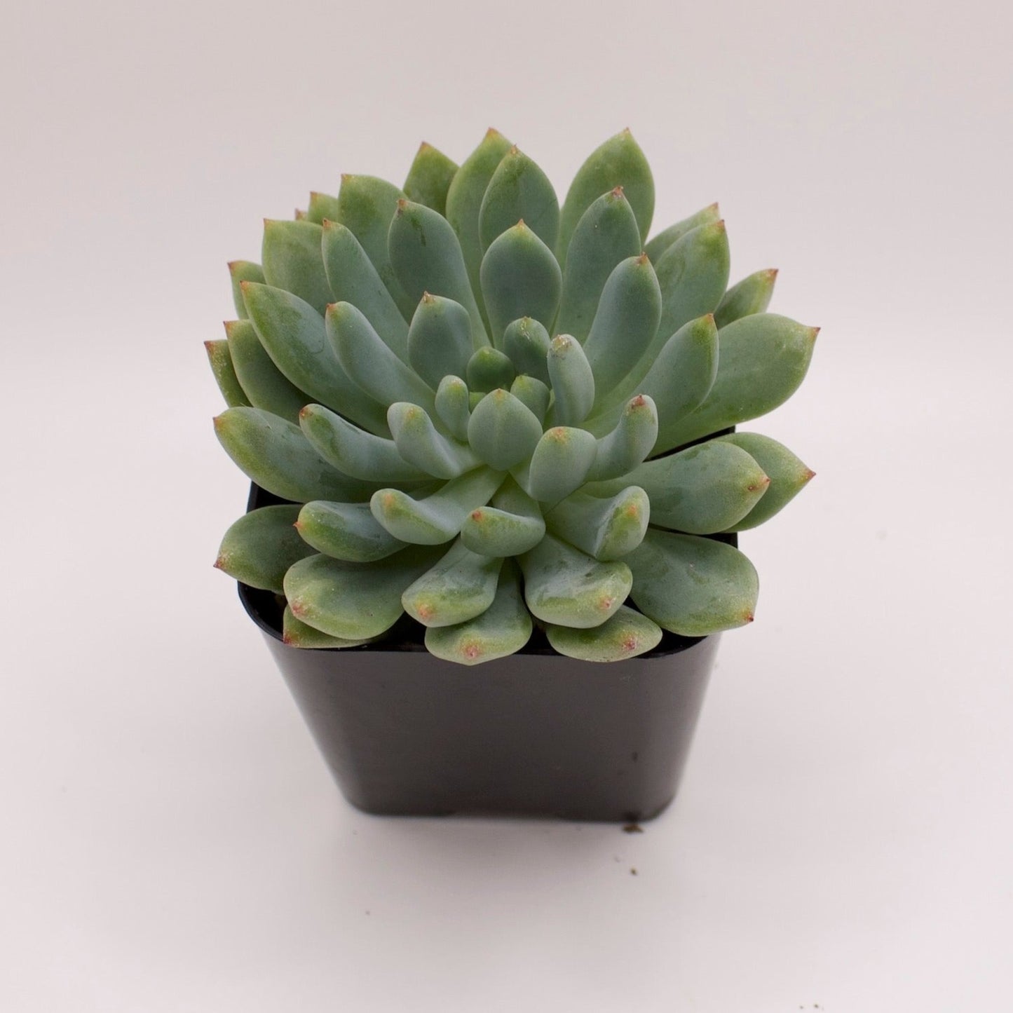 Sedeveria Blue Elf