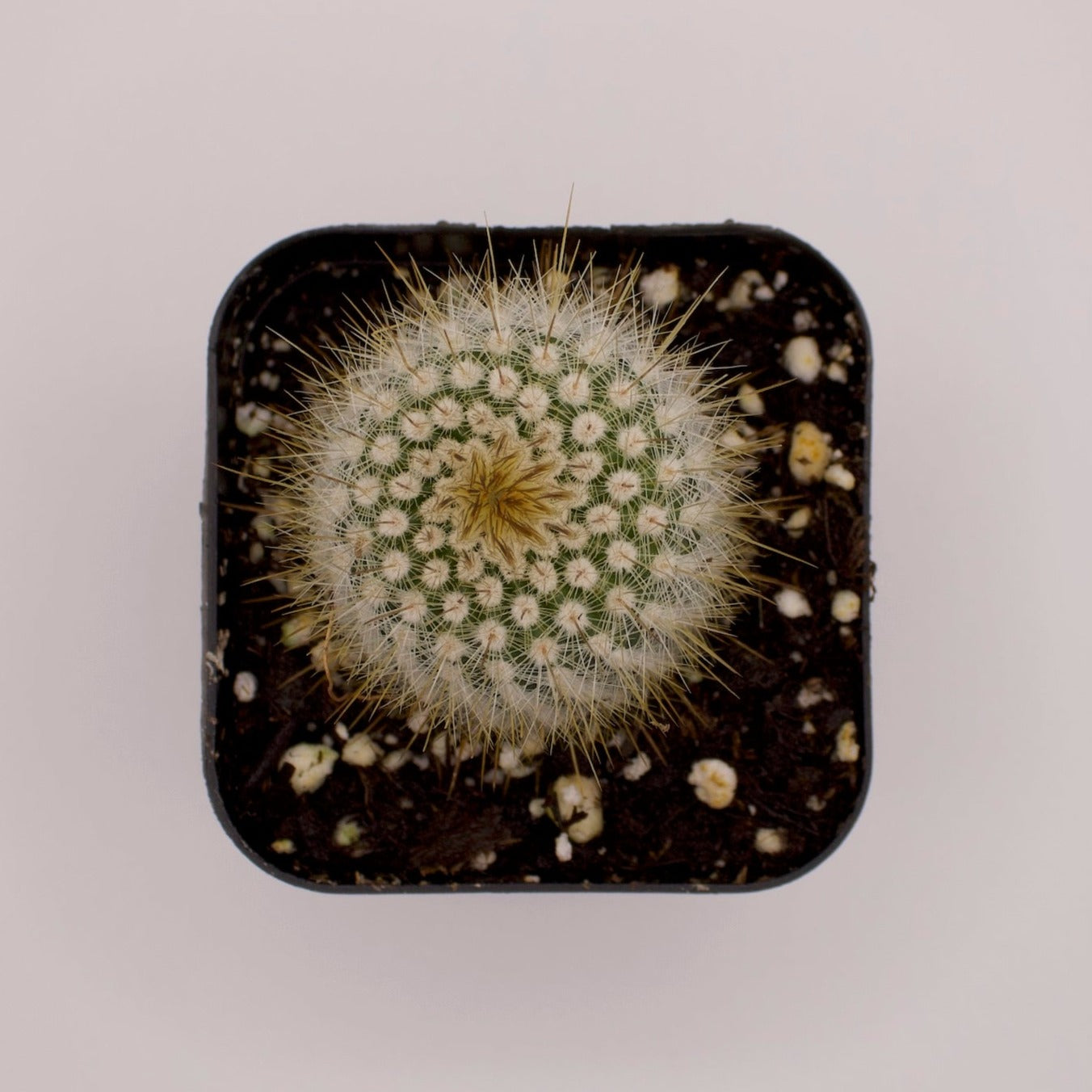 Parodia Rudibuenekeri