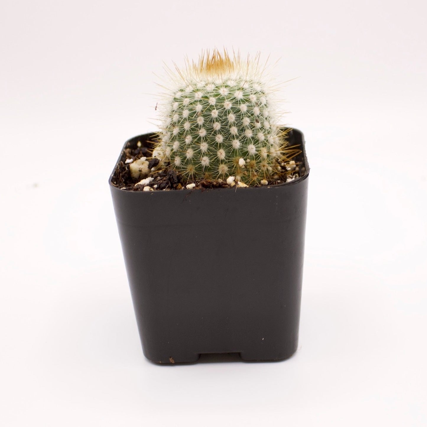 Parodia Rudibuenekeri
