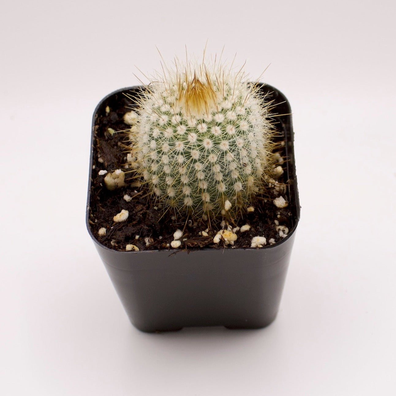 Parodia Rudibuenekeri