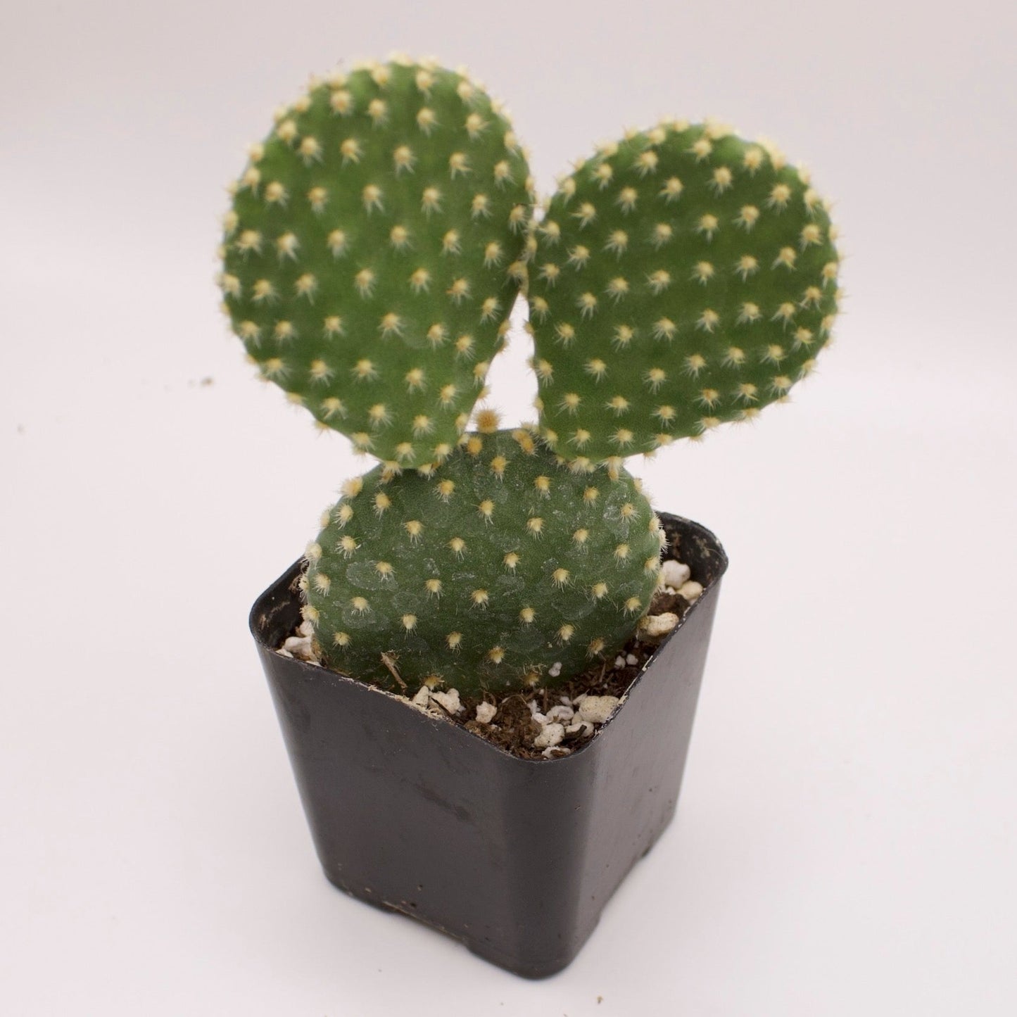 Opuntia Bunny Ears Cactus