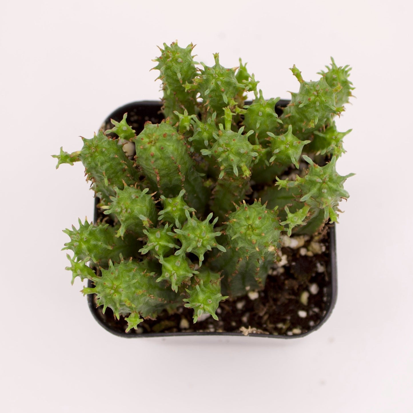 Euphorbia Monstrose