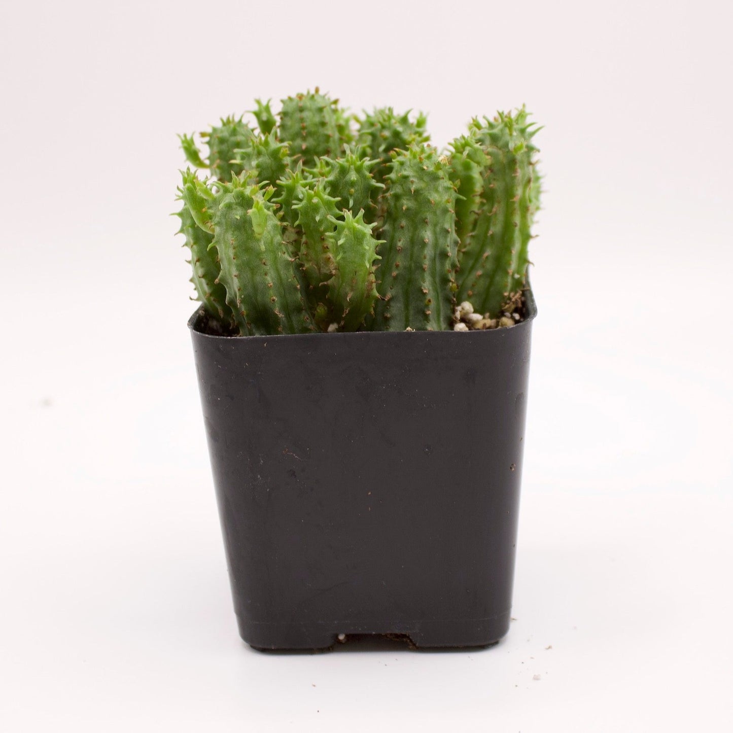 Euphorbia Monstrose