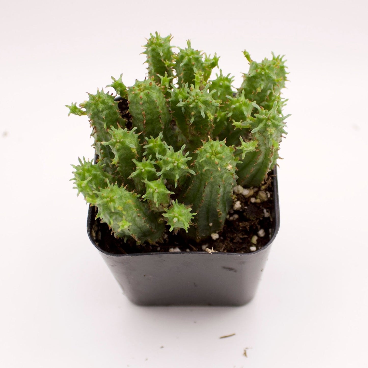 Euphorbia Monstrose