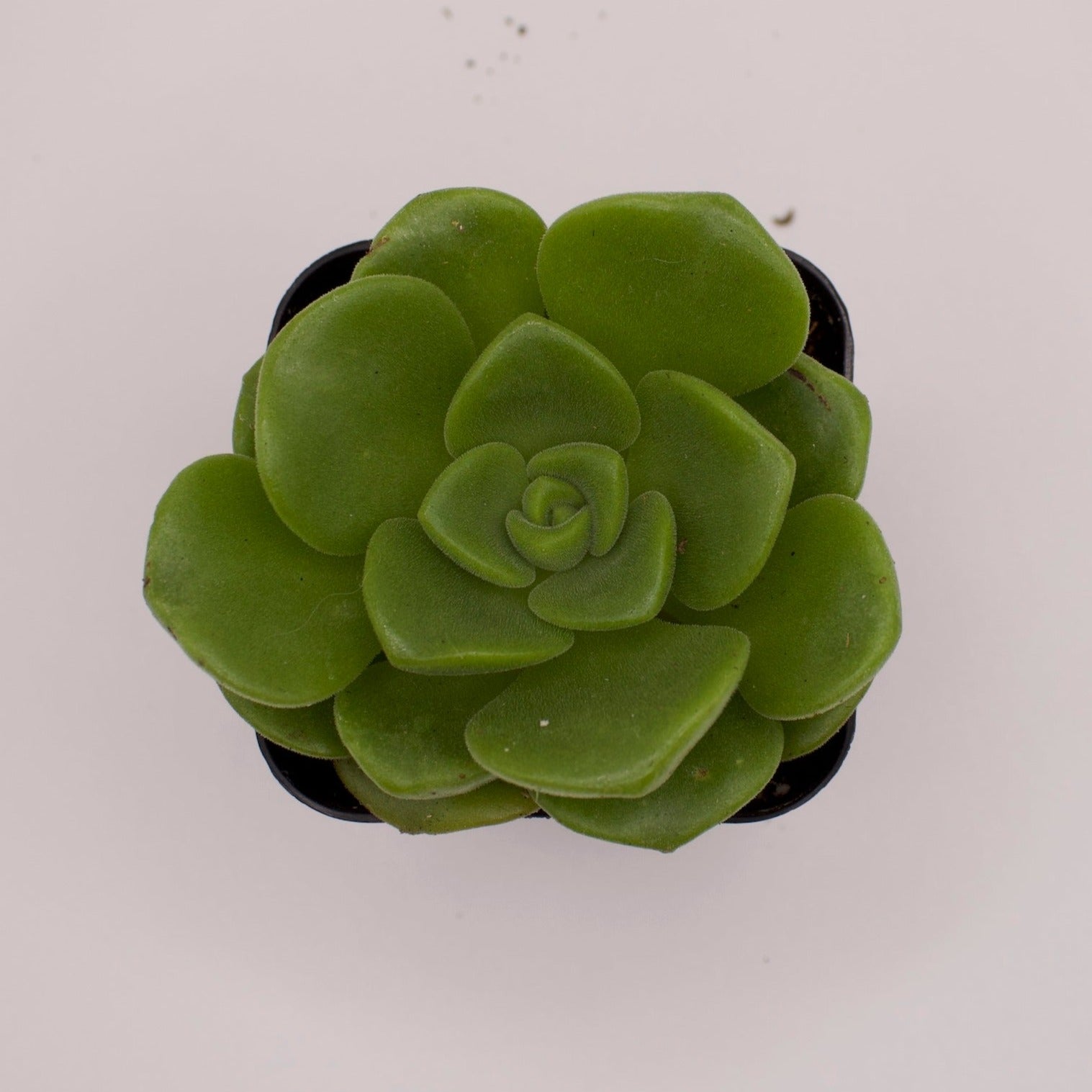 succulent lily Aeonium Lily Pad – Perfectly Rooted Succulents