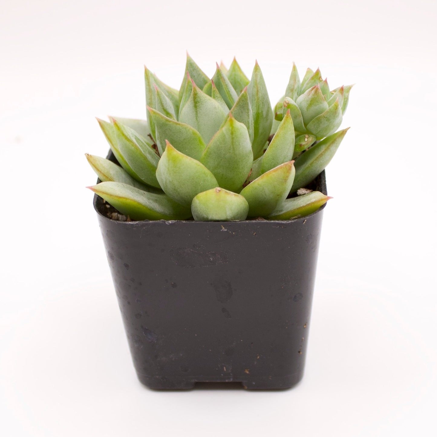 Echeveria Parva