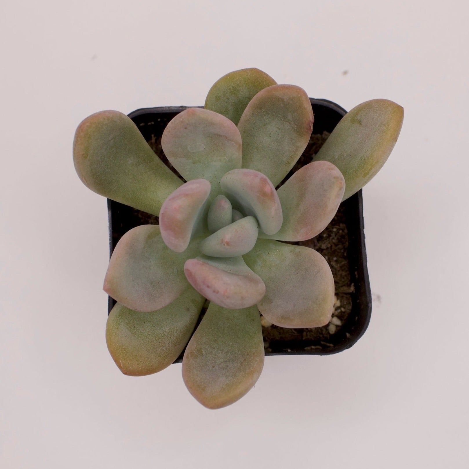 graptoveria opalina succulent Graptoveria Opalina – Perfectly Rooted Succulents