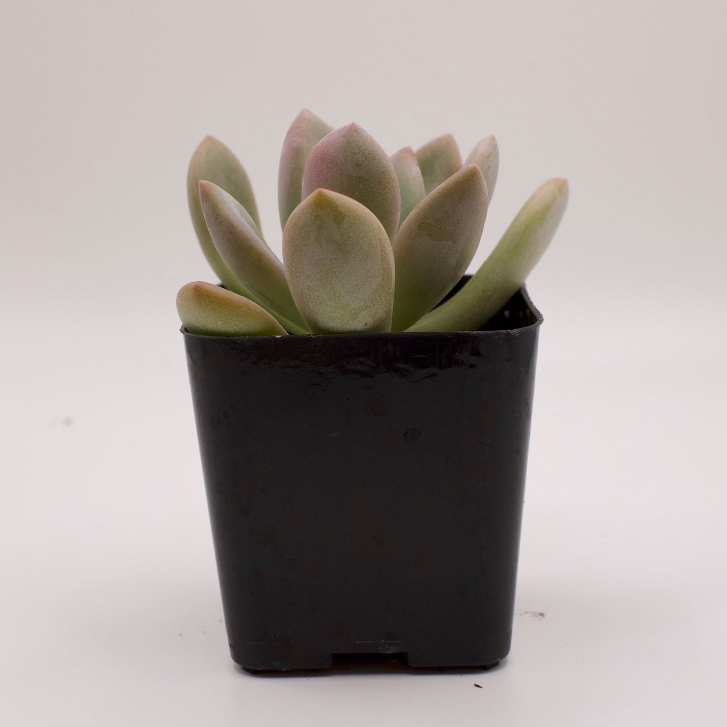Graptoveria Opalina