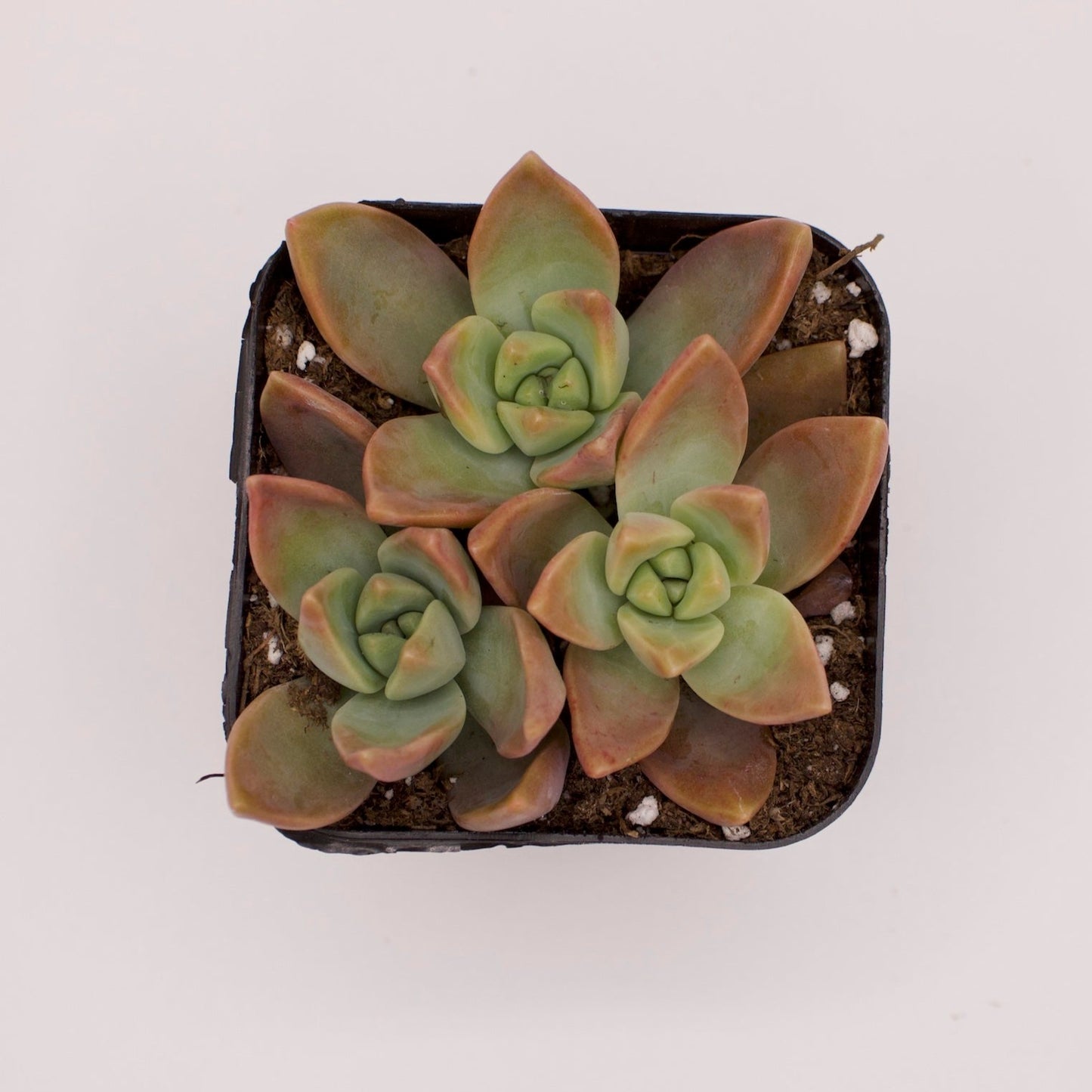 Graptopetalum Frank Reinelt