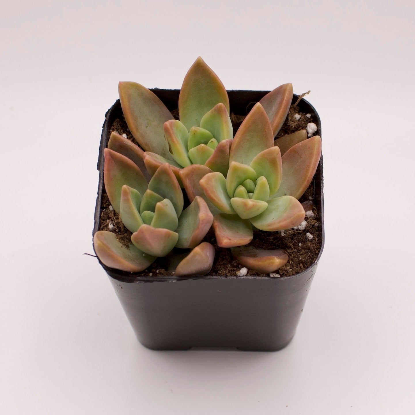 Graptopetalum Frank Reinelt