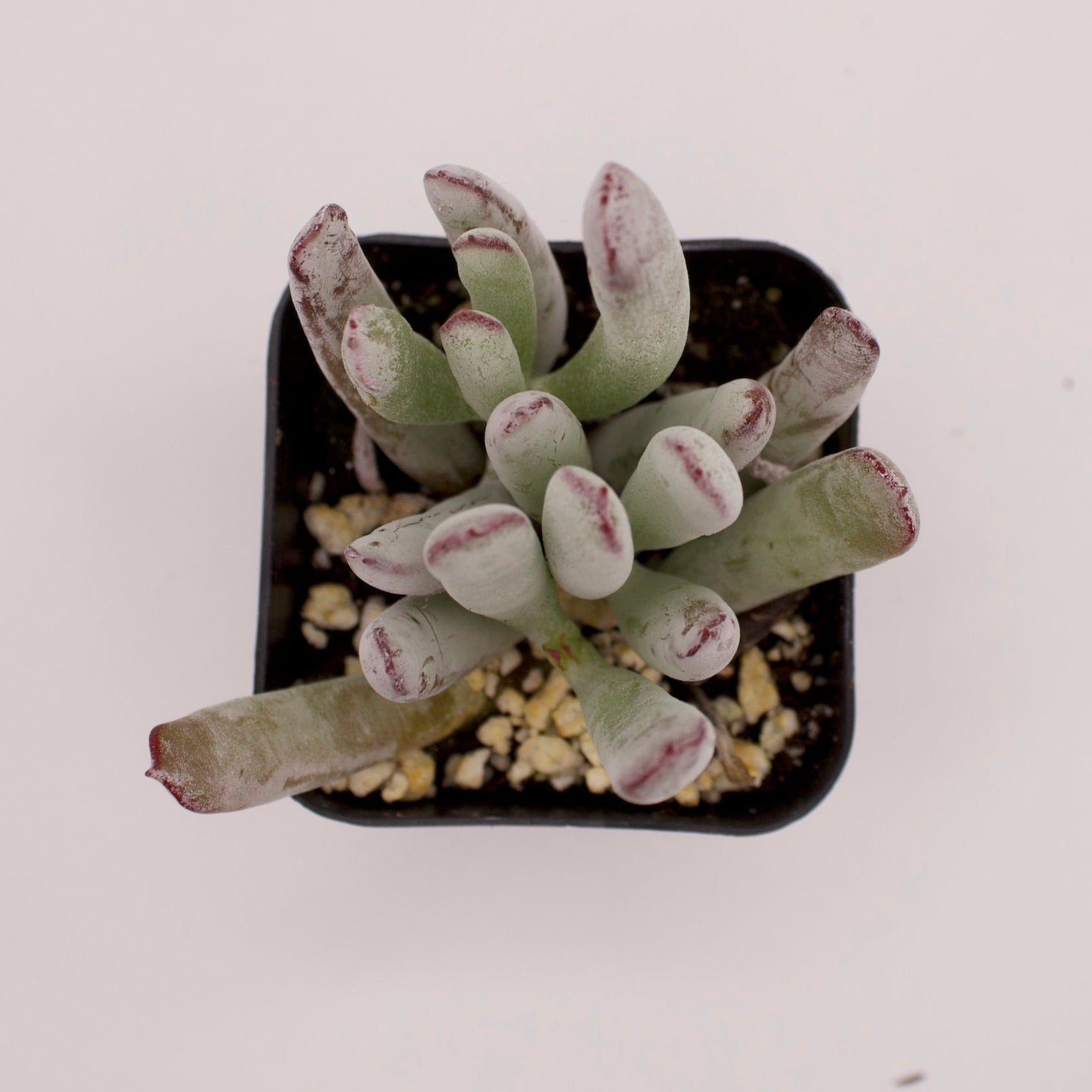 happy young lady succulent Cotyledon Happy Young Lady – Perfectly Rooted Succulents