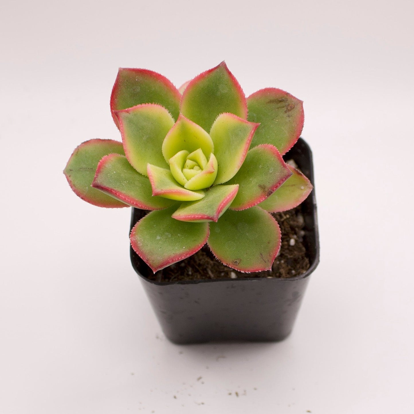Aeonium Kiwi