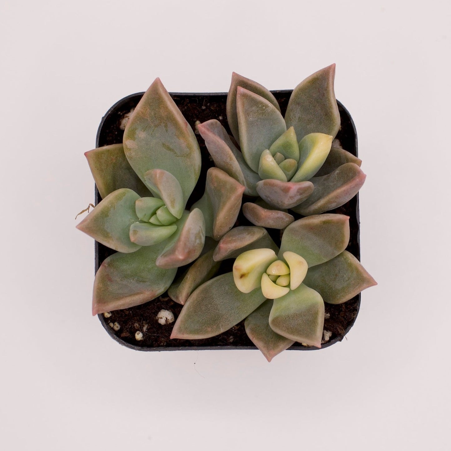 Graptopetalum Variegated Ghost Plant