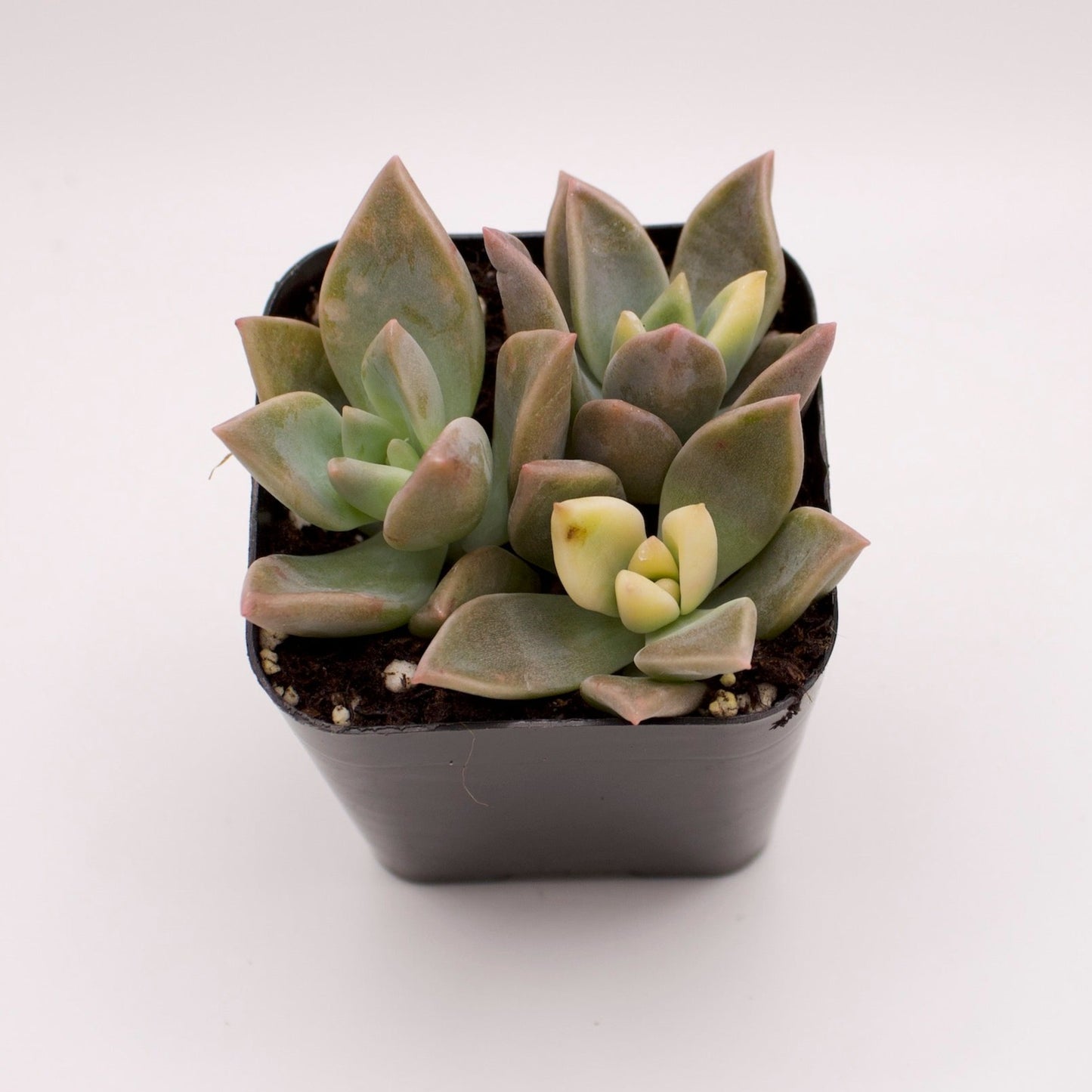 Graptopetalum Variegated Ghost Plant
