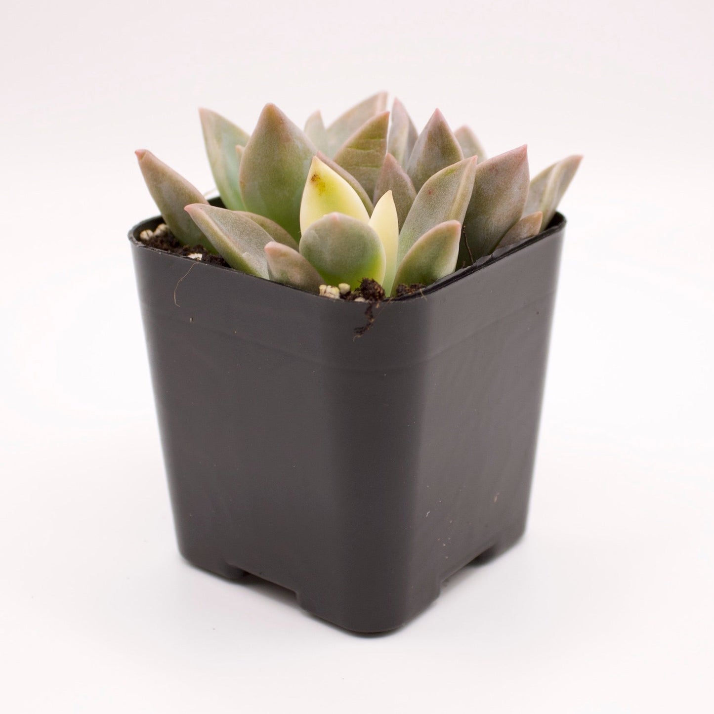 Graptopetalum Variegated Ghost Plant