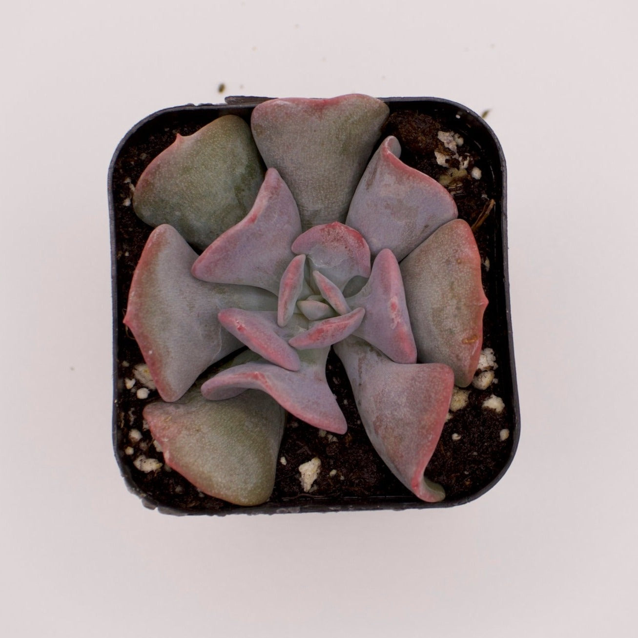 Echeveria Cubic Frost