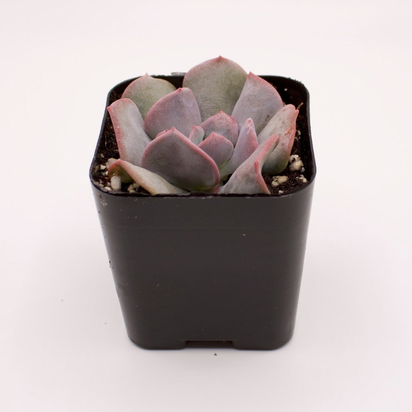 Echeveria Cubic Frost