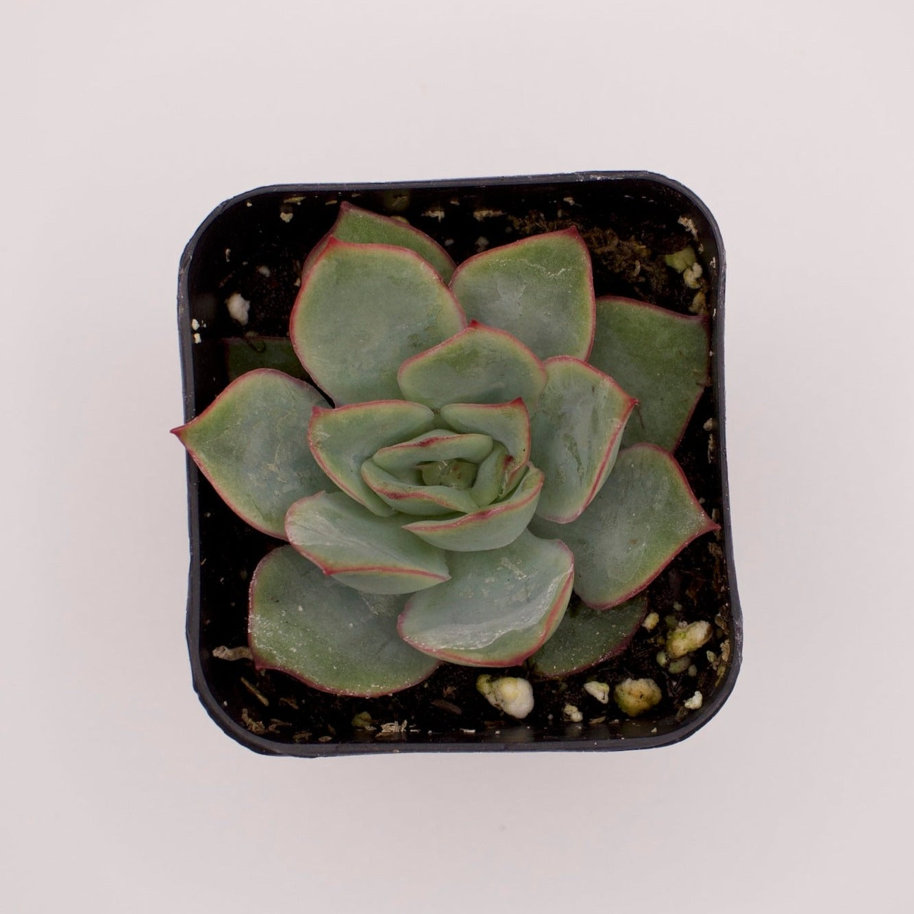 esther succulent Echeveria Esther – Perfectly Rooted Succulents