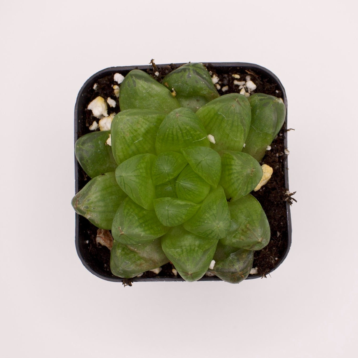 Haworthia Cymbiformis