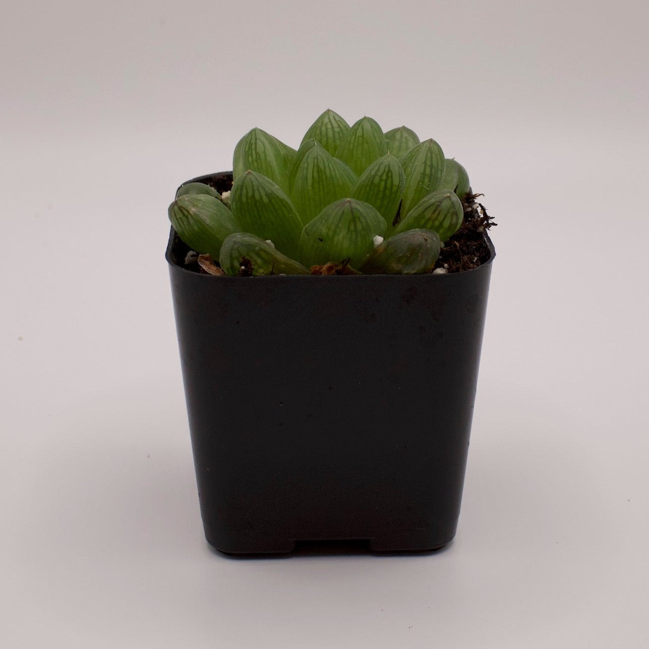Haworthia Cymbiformis